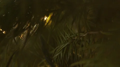 Inside POV of Christmas tree branches Stock Footage 122351837