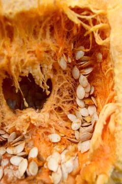 Inside of a pumpkin with stringy flesh and seeds Stock Photos