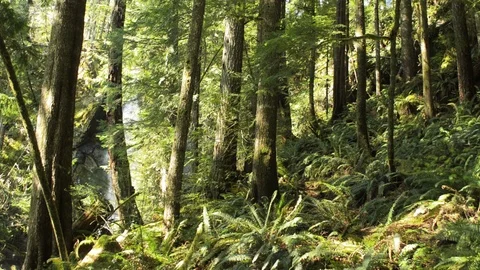 Inside the rain forest Stock Footage 102783238