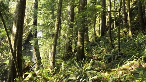 Inside the rain forest Stock Footage 102783336