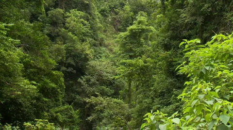 With inside the rainforest to a canopy of trees on  a ridge Stock Footage 555307