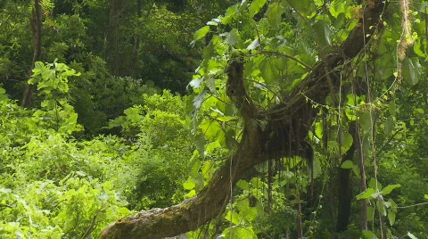 With inside the rainforest to a canopy of trees on  a ridge Stock Footage 555513