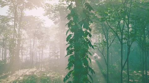 Inside a rainforest covered in bright green moss 스톡 일러스트