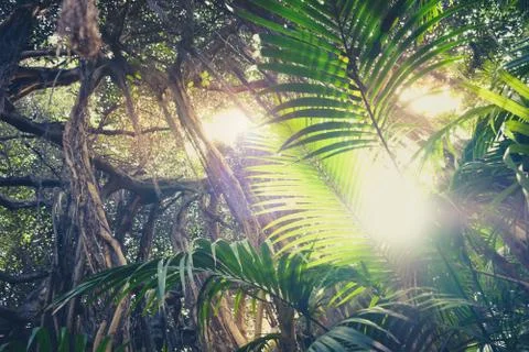 Inside rainforest , looking up the trees in jungle Stock Photos