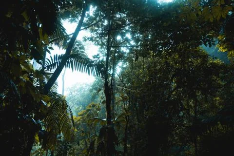 Inside the rainforest Stock Photos