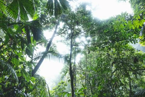 Inside the rainforest Stock Photos
