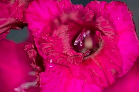 Inside of a red flower, closeup Stock Photos