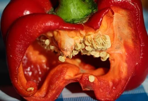 Inside red pepper Stock Photos