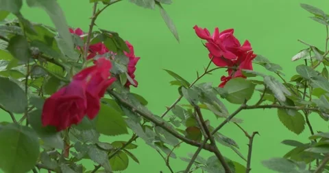 Inside the Rose Bush, Flowers, Wind Video stock 51629688