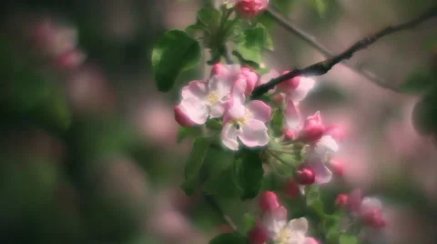 Inside round panorama of pink apple blooming branch close up Stock Footage 66519187