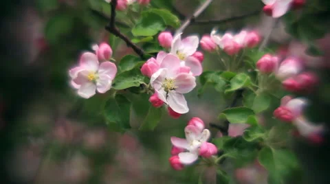 Inside round panorama of pink apple blooming branch with unusual background Stock-Footage 66519190