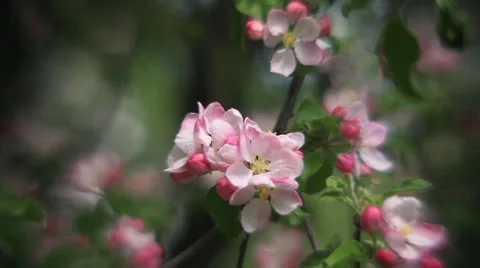 Inside round panorama of pink apple blooming branch with softened effect Stock Footage 66519202