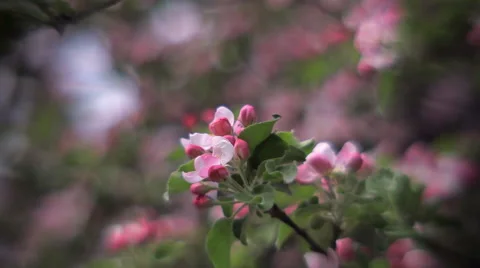 Inside round panorama of pink apple blooming twig with softened effect. Stock Footage 66519249