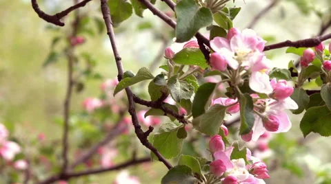 Inside round panorama of pink apple blooming branch. Video stock 66519256
