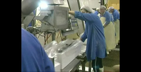 Inside Salmon Processing Plant – Tasmania, Australia (1993) Stock Footage 309914456