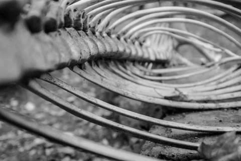 Inside the sceleton of a dead animal Stock Photos