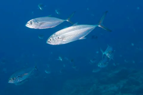 Inside a school of fish underwater Stock Photos