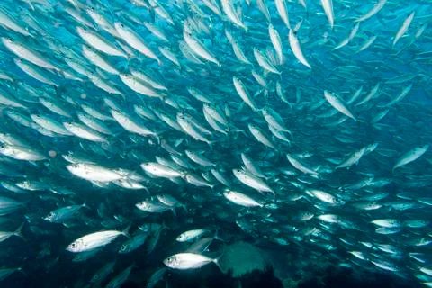 Inside a school of fish underwater Stock Photos