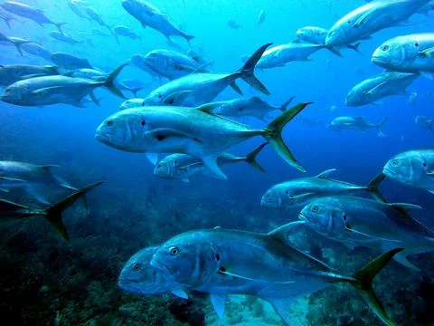Inside a School Foto stock