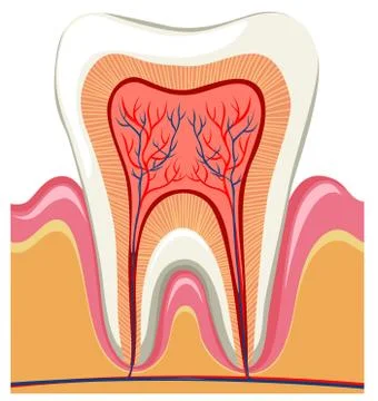 Inside on a single tooth Illustration