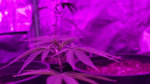 Inside a small Marijuana / Cannabis Grow Room with LED light Stock Footage 255681848