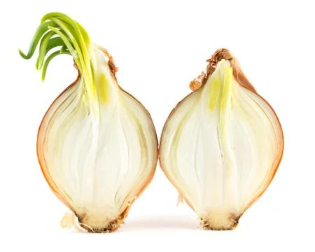 Inside of sprouted onion Stock Photos