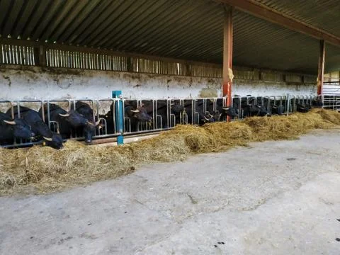 Inside of stable with black water buffalos Stock Photos