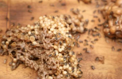 Inside a stingless bee hive showing brood cells with larvae and propolis Stock Photos