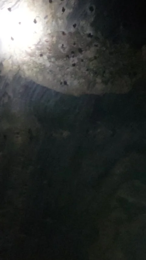 Inside of stone cave with a bats hanging on stone and flying waving their wings Stock Footage 309561238