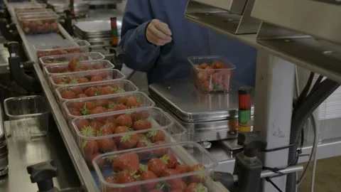 Inside a strawberry fruit processing work area. Stock Footage 236450406
