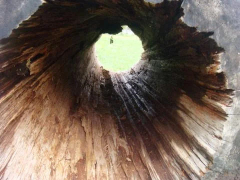Inside a stump Stock Photos