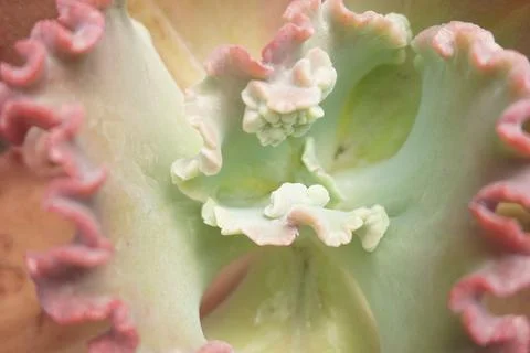 Inside of a succulent plant Stock Photos