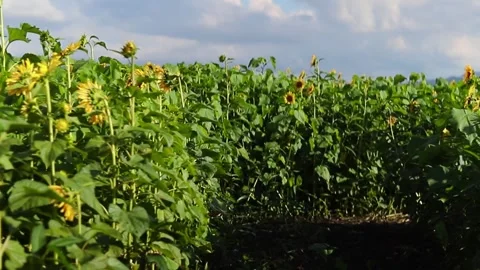 Inside a sunflower maze Stock Footage 246569148