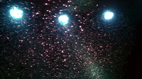 Inside sunken wreckage, interior, under water Video stock 43213011