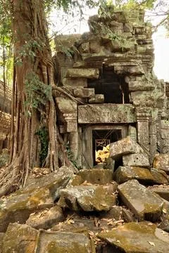 Inside the Ta Prohm Temple, a big tree is growing on top of big stones, brick Stock Photos