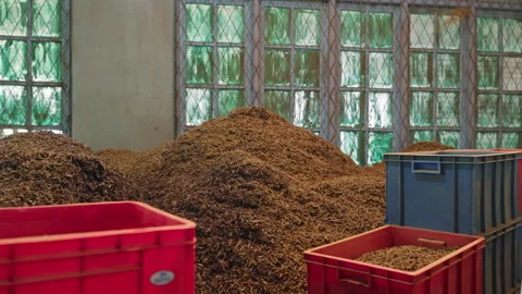 Inside tea factory, mounds of dried leaves await processing. Machinery sorts tea Stock Footage 273970099