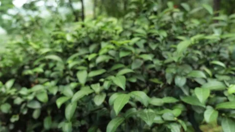 Inside a tea field with green leaves, in Darjeeling, India Stock Footage 238854782