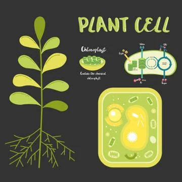 Inside theplant cell Stock Illustration