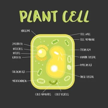 Inside theplant cell Stock Illustration