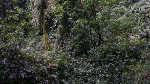 Inside the thick jungle 스톡 동영상 74064170