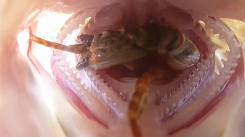 Inside the throat of a tropical fish 動画素材 33421149