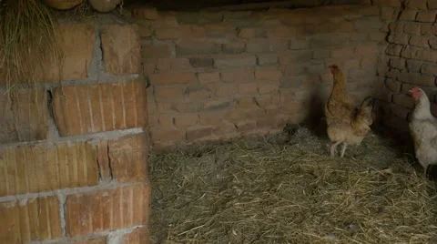 Inside a Traditional Kennel Video stock 65257267