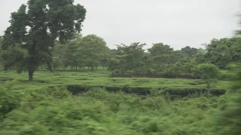 From inside the train there is a beautiful view of the tea garden Stock Footage 249139551