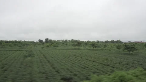 From inside the train there is a beautiful view of the tea garden Stock Footage 249139607