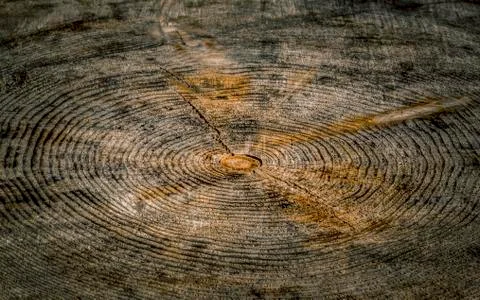 Inside tree background Stock Photos