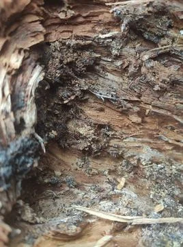 Inside the tree Fotos de archivo