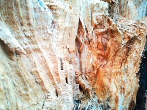 Inside tree stump Foto stock