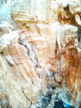 Inside tree stump Foto stock