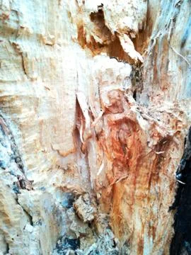 Inside tree stump Stock Photos