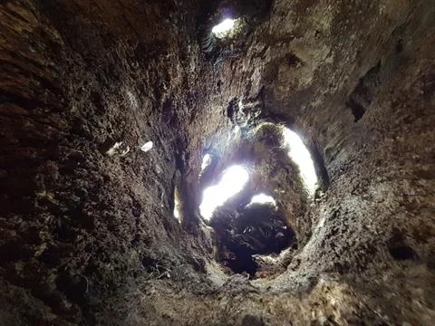 Inside of a tree trunk 写真素材